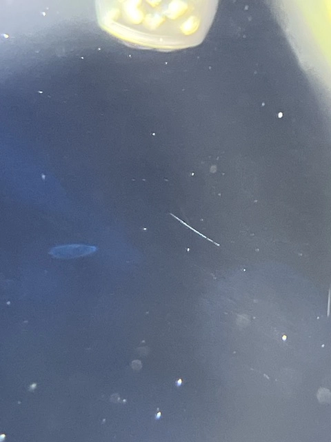 GUCCI グッチ 腕時計 マリーナチェーン 121.5/YA121503 ステンレススチール ブラック文字盤 クオーツ【472】MN